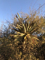 Aloe marlothii marlothii