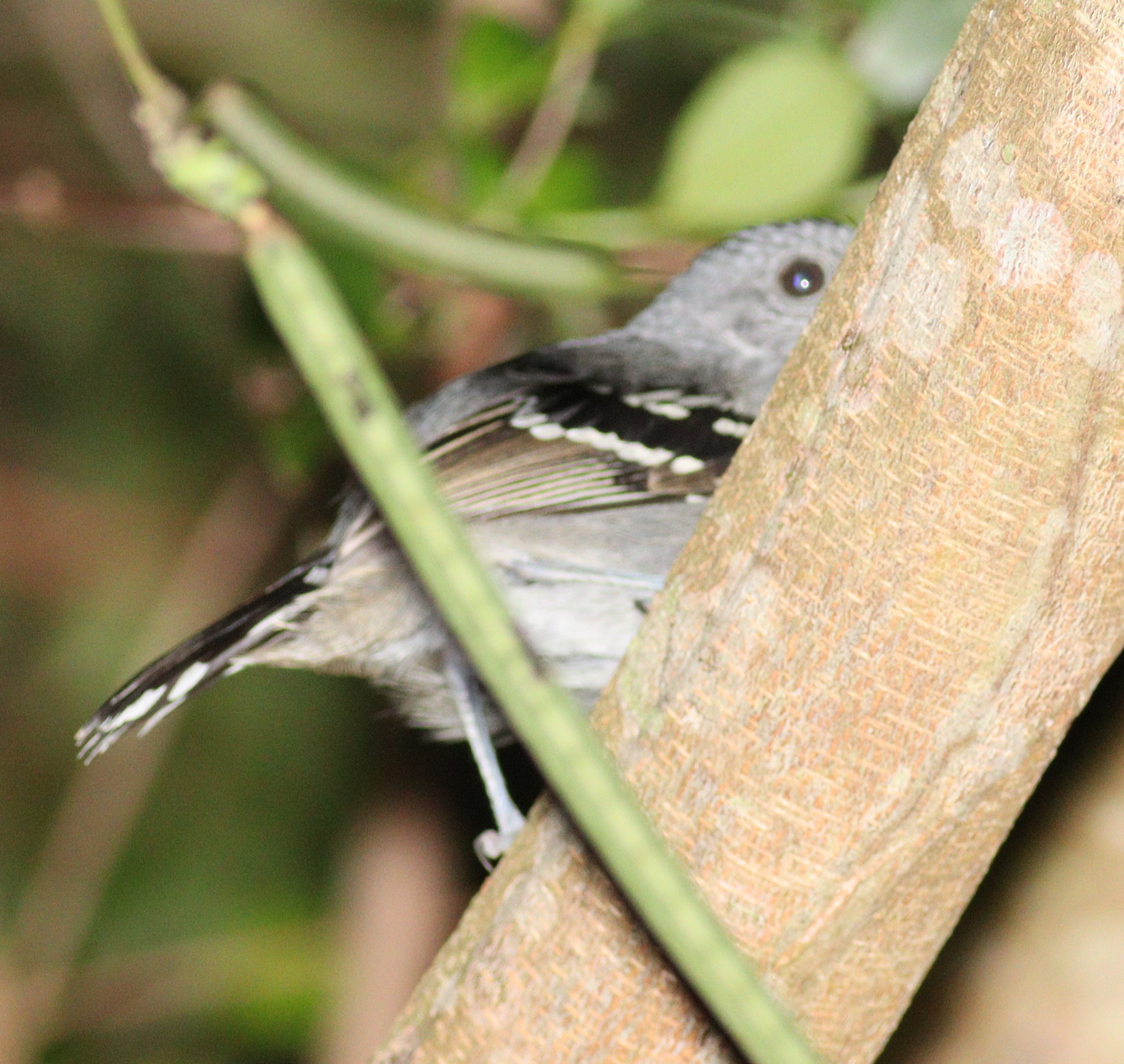 Northern Slaty Antshrike (Thamnophilus punctatus), photo 1