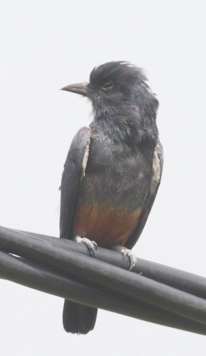 Swallow-winged Puffbird (Chelidoptera tenebrosa), photo 9
