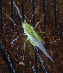 Aphidomorpha