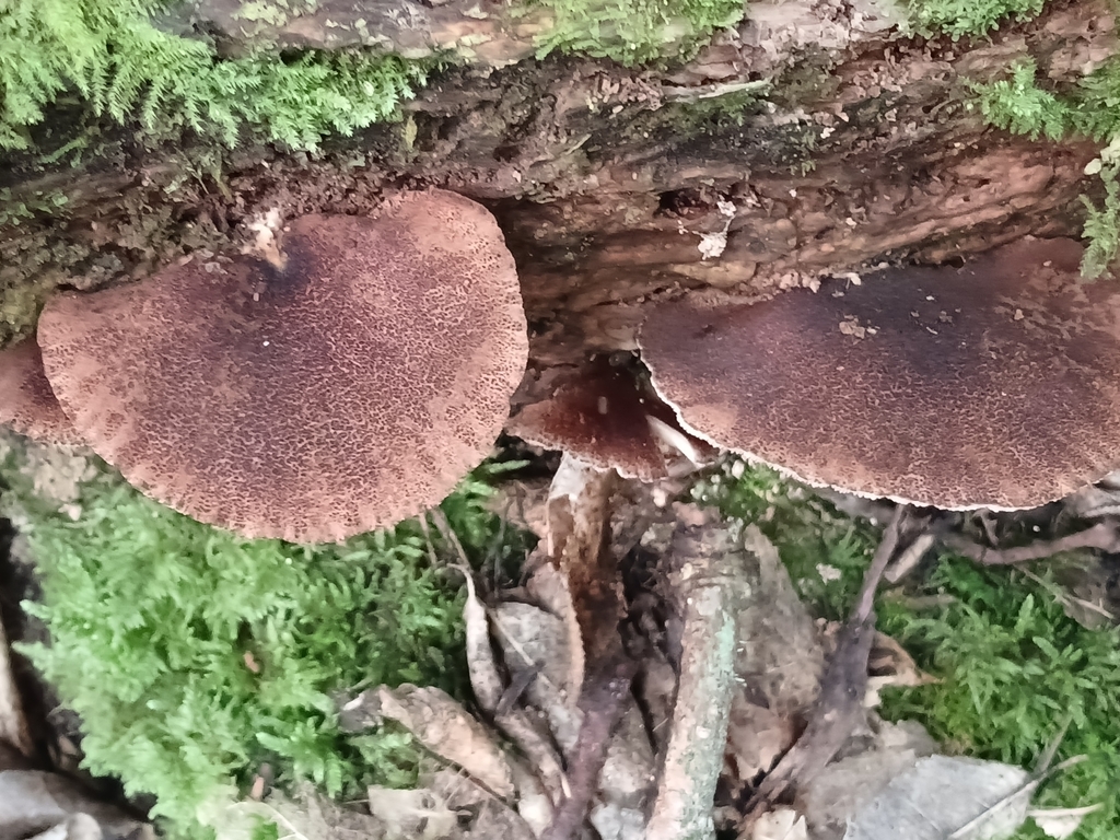 Crepidotus fuscovelutinus · January 2025 · photo: © ecoman (iNaturalist, cc-by)