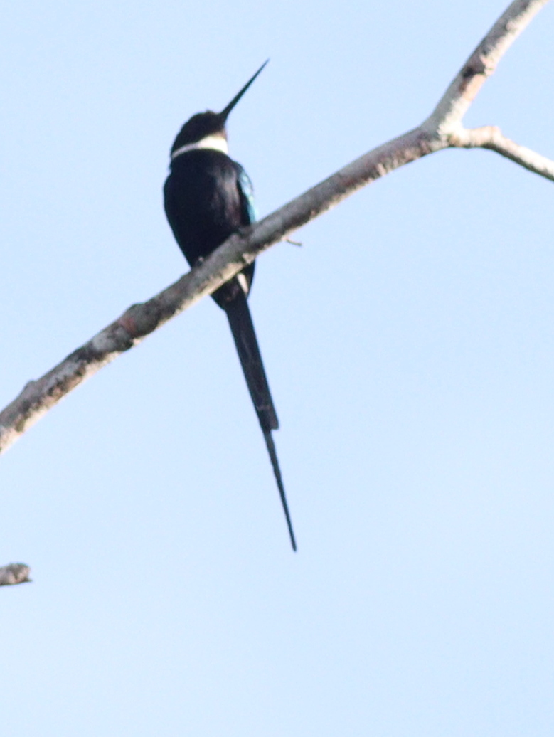 Paradise Jacamar (Galbula dea), photo 2