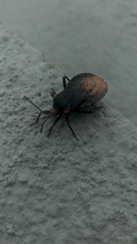 Spartocera melas