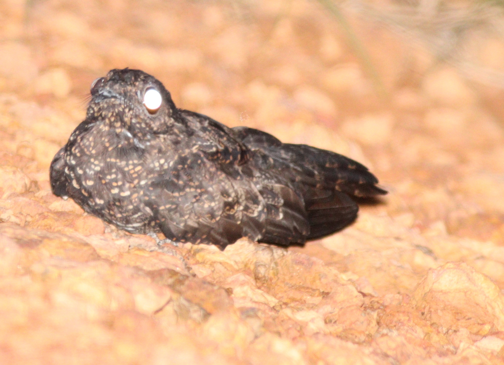 Blackish Nightjar (Nyctipolus nigrescens), photo 3