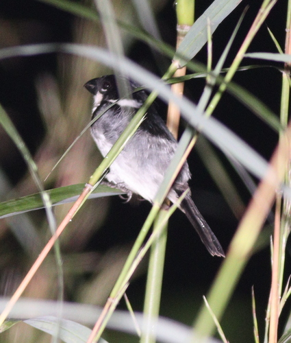 Wing-barred Seedeater (Sporophila americana), photo 9