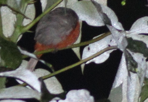 Ruddy-breasted Seedeater (Sporophila minuta), photo 9