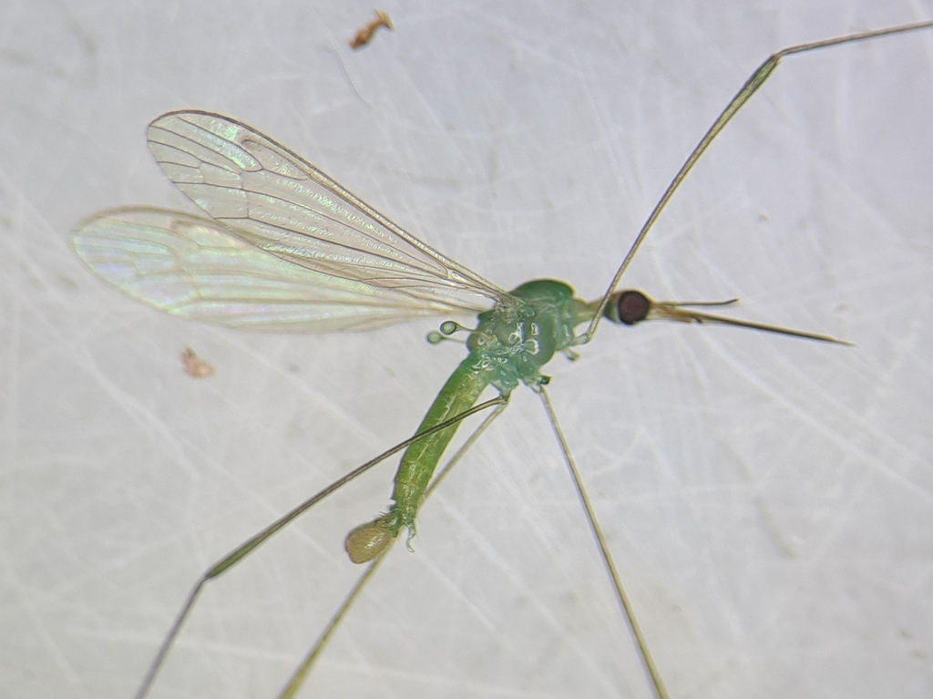 Geranomyia militaris
