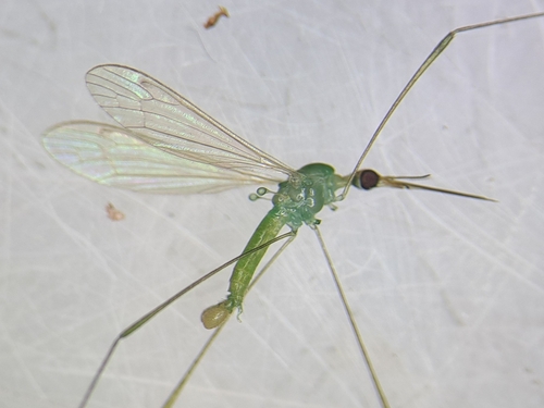 Geranomyia militaris