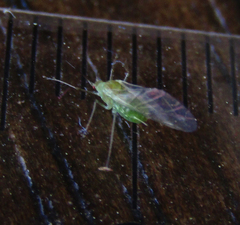 Aphidomorpha