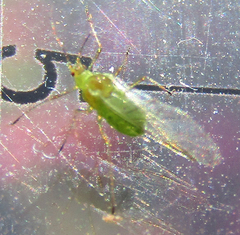 Aphidomorpha