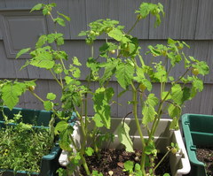 Physalis grisea