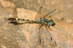 Paragomphus cognatus