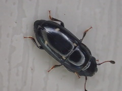 Glischrochilus siepmanni