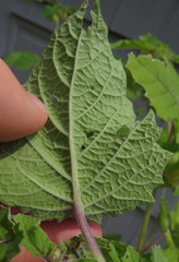 Physalis grisea