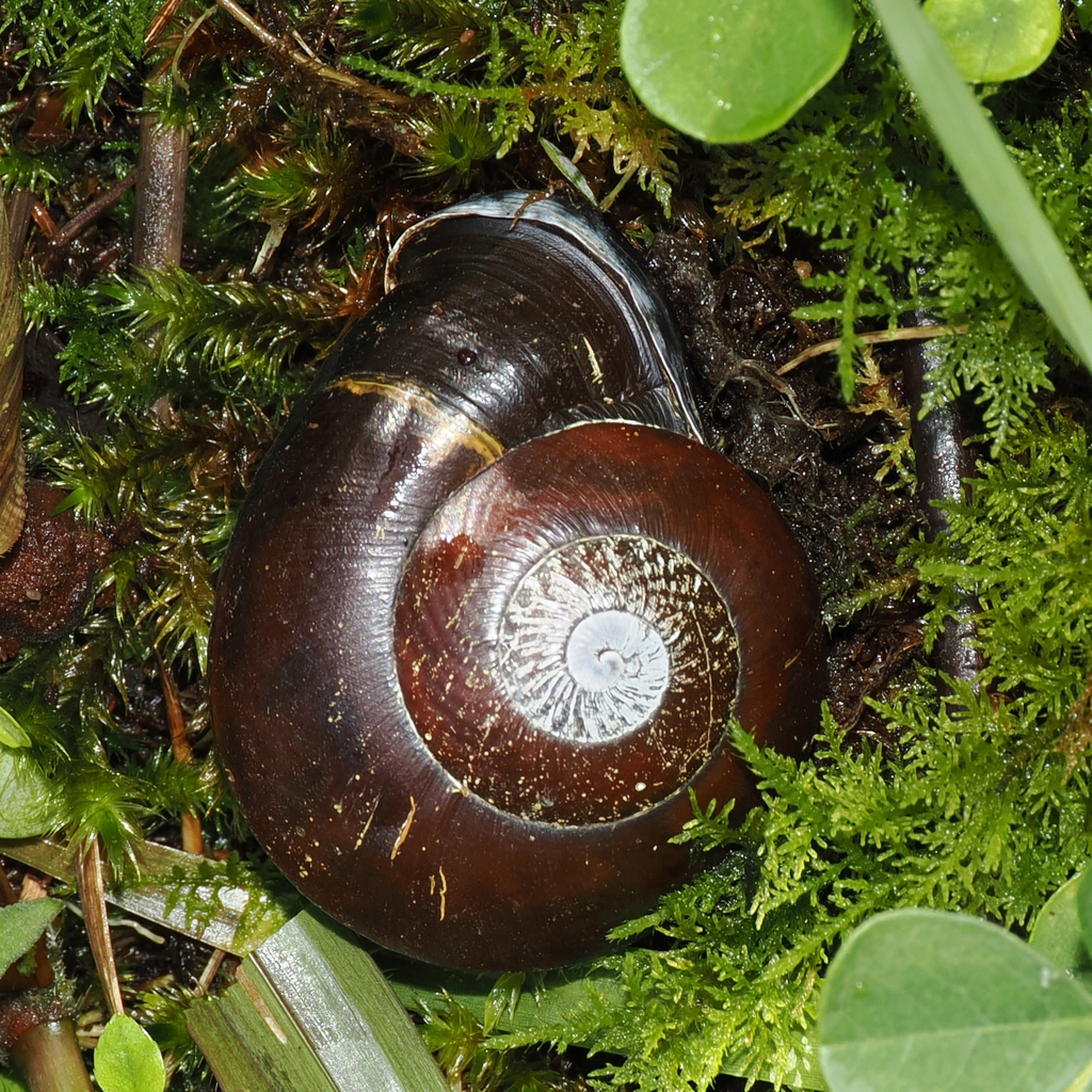 Discolored Pleurodonte