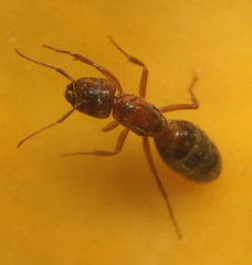Formicidae