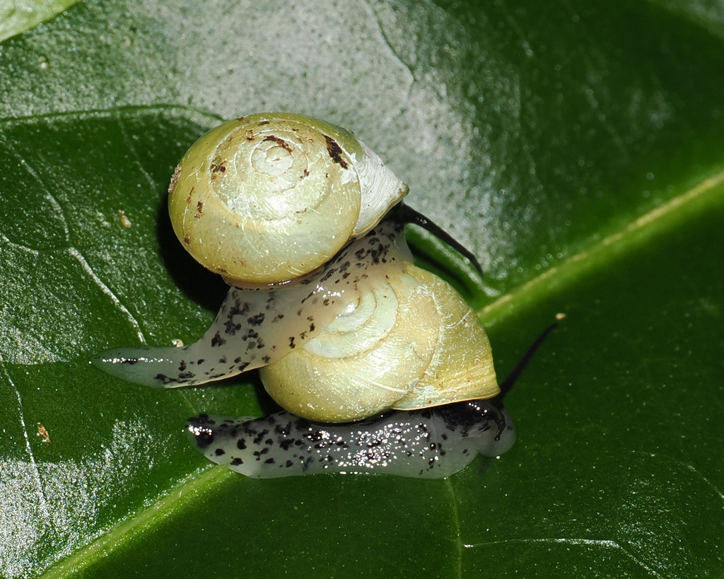 Broad-lipped Drop