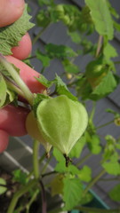 Physalis grisea