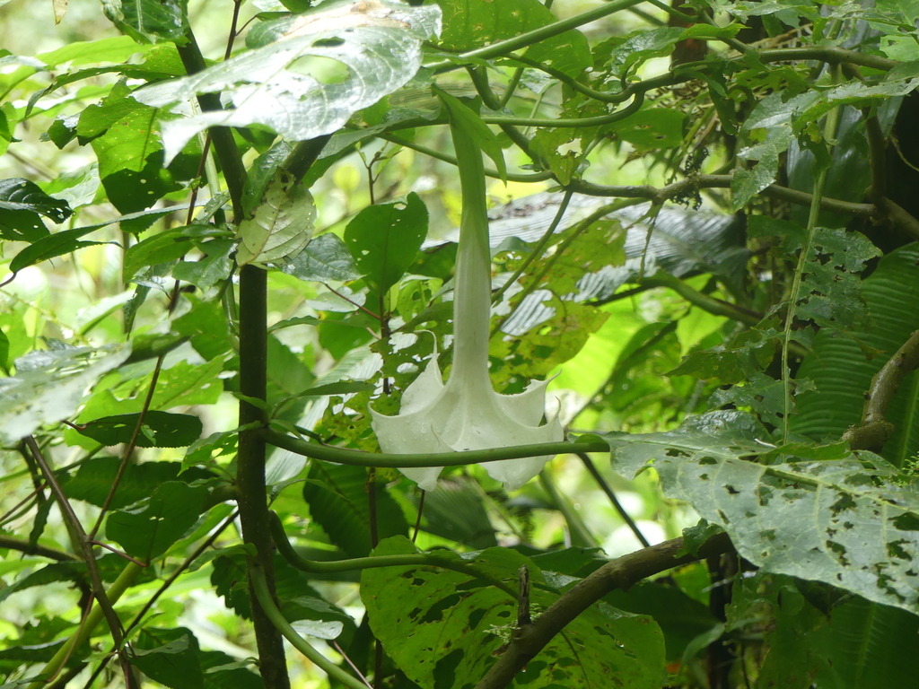 Foto de Trombeta-de-anjos