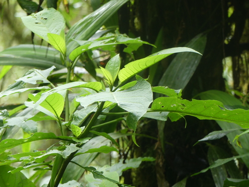 Foto de Trombeta-de-anjos