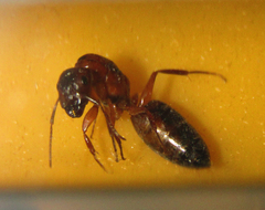 Formicidae