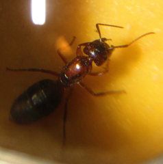 Formicidae