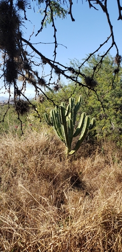 Foto de Candelabro mexicano