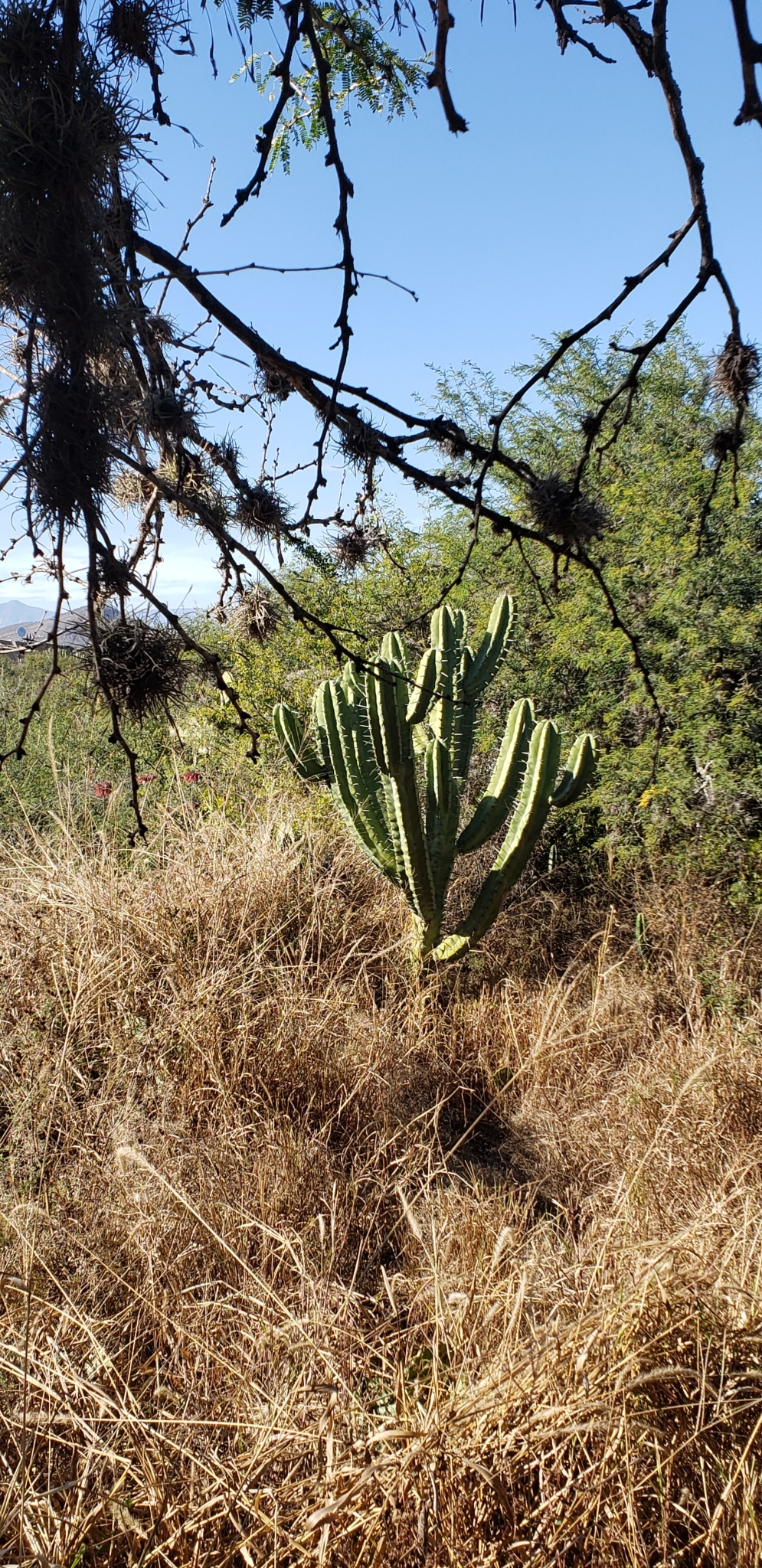 Imagem de Candelabro mexicano