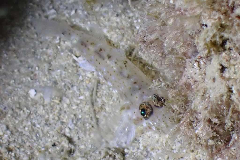 Barenape Goby