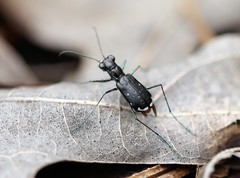 Cicindela abdominalis
