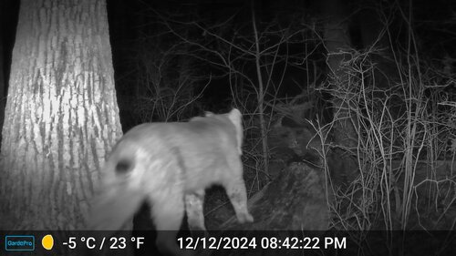 Eastern Bobcat photographed in New Jersey