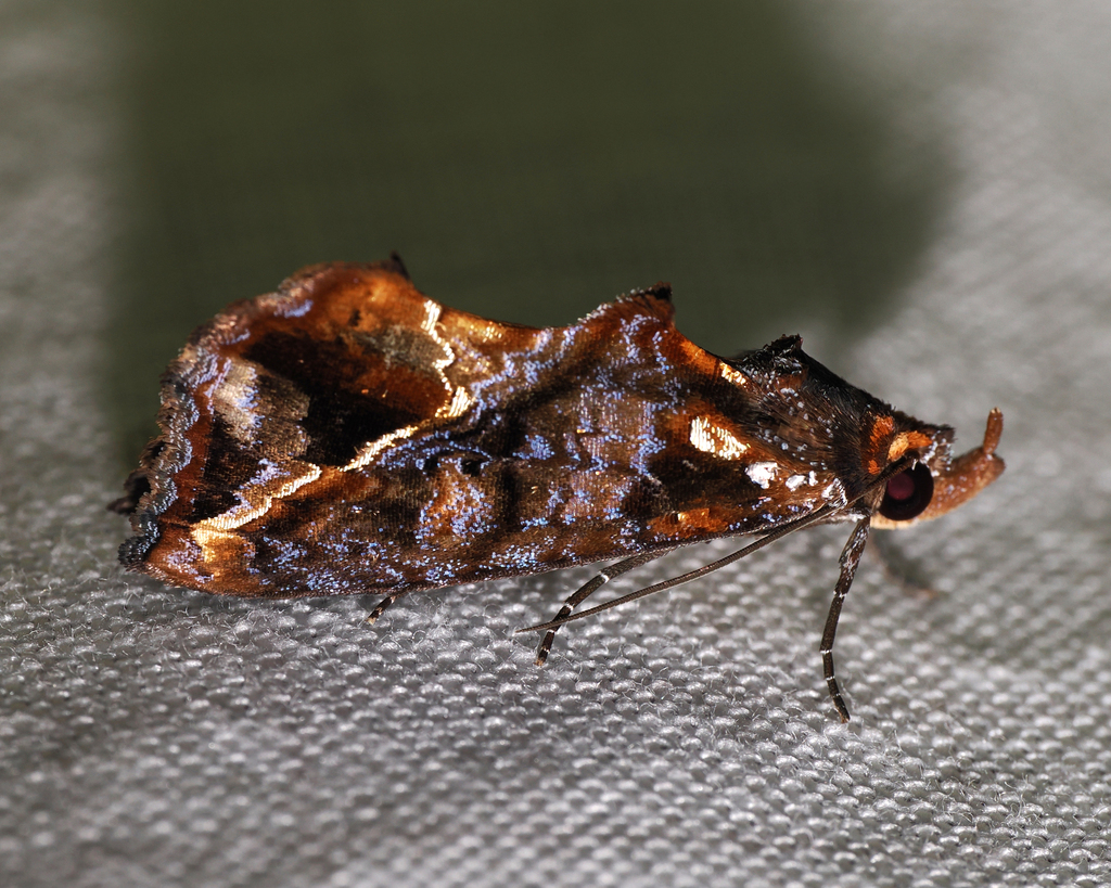 Plusiodonta thomae