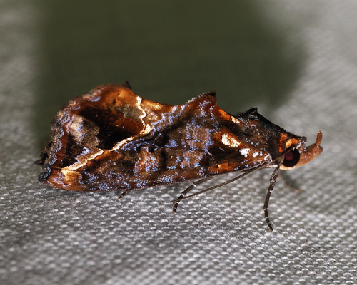 Plusiodonta thomae