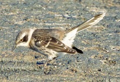 Mimus parvulus parvulus