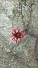 Gaillardia comosa