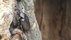 Osmoderma scabra