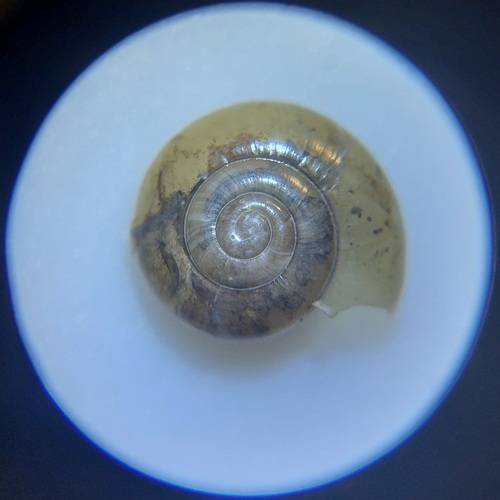 Garlic Snail, 4641 Ossendrecht, Nederland, photo 7 of 10