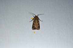 Euxoa divergens