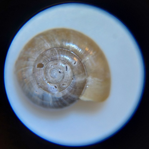 Garlic Snail, Gilze, Nederland, photo 6 of 10