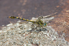 Paragomphus cognatus