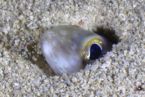 Large-eye conger (Ariosoma marginatum) — Congridae
