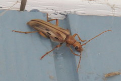 Ortholeptura valida