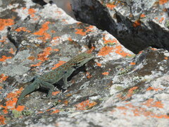 Mountain Day Gecko photo 2