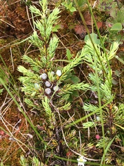 Juniperus communis charlottensis