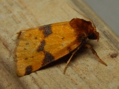 Azenia obtusa