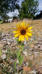 Helianthus annuus