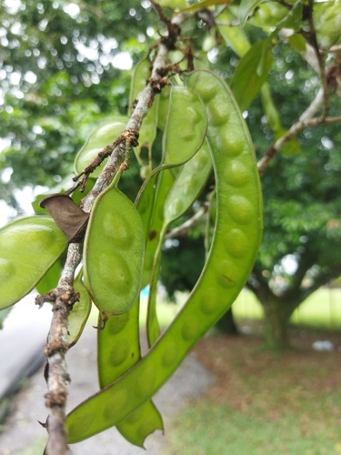 Zygia longifolia - Leaves