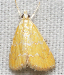 Xanthophysa psychicalis