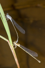 Pseudagrion salisburyense