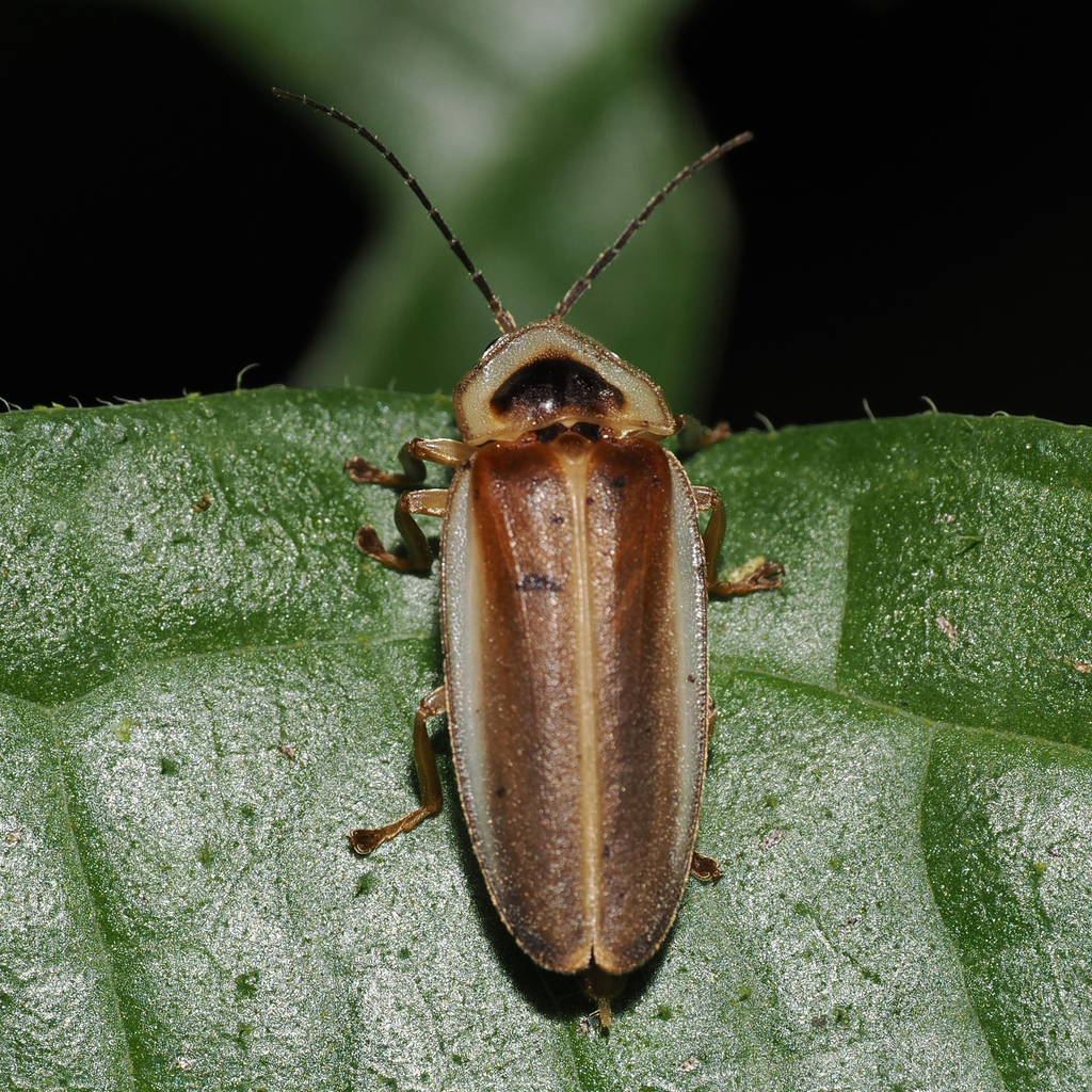 Photinus littoralis